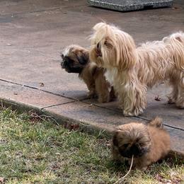 Shih Tzu Puppies from Once in a Lifetime Shih Tzu