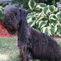 Cesky Terriers from Bluefire Cesky terriers
