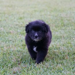 Australian Shepherd Puppies from Crown C Aussies