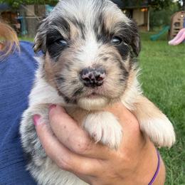 Novalee - Blue merle female Australian Shepherd puppy in Four Oaks, North Carolina from RoseWest Farms