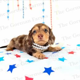 Liberty - Dapple female Dachshund puppy in Greenville, North Carolina from The Gorman Farms