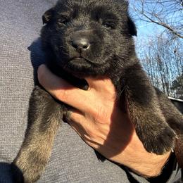 Roki - Bi-color female German Shepherd puppy in Moore, South Carolina from Von Zorhaus