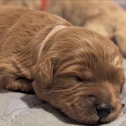 Pink collar - Cream female Goldendoodle puppy in Connecticut from Valley View Doodles