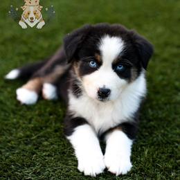 Bunny - Black tri-color female Australian Shepherd puppy in Buena Vista, Colorado from Wigglebutts Unlimited