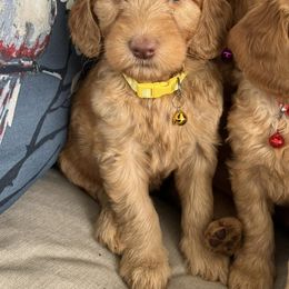 Double Doodle and Goldendoodle Puppies from My Favorite Doodle