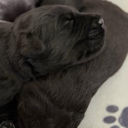 Girl 3 - Black female Giant Schnauzer puppy in Bois D’arc, Missouri from Down Low Kennels