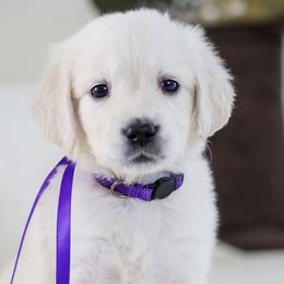 Ms. Lavender - Light golden female Golden Retriever puppy in Troy, Alabama from Southland Goldens