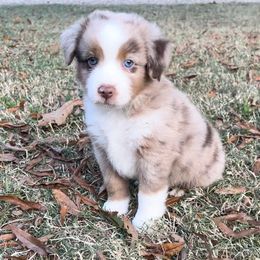 Lex - Red merle Miniature Australian Shepherd puppy in Paris, Texas from Kuttin’ Up Mini Aussies
