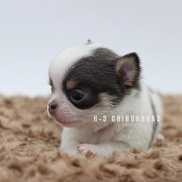 Odie - Blue and white male Chihuahua puppy in Tulsa, Oklahoma from H-3 Chihuahuas