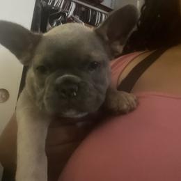 French Bulldog Puppies from Wrinklez N Pawz Frenchies