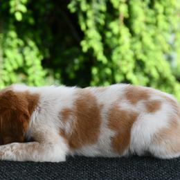 Mako - Orange roan male Brittany puppy in Hollidaysburg, Pennsylvania from Royal Flush Farms