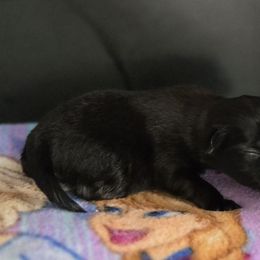 Girl 2 - Black female Shih Tzu puppy in White Pigeon, Michigan from Kathys Yorkie and Shih-tzu Cuties
