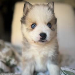 Boy 1 - Black and white male Pomsky puppy in Mesa, Arizona from Platinum Pomskies