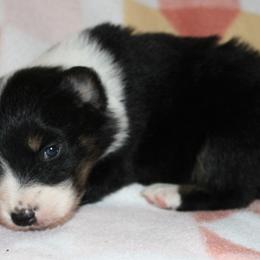 Cheeto - Black tri-color female Australian Shepherd puppy in Laurel, Mississippi from Reeves Australian Shepherds