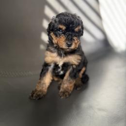 Bernedoodle and Goldendoodle Puppies from OHDoodles FL