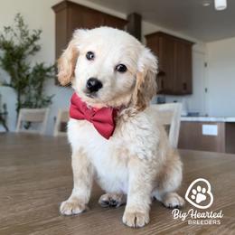 Tony - White male Companion Cross puppy in Utah County, Utah from Big Hearted Breeders