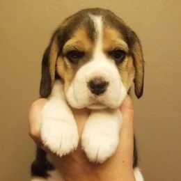 Beagle Puppies from Zahara