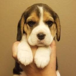 Beagle Puppies from Zahara