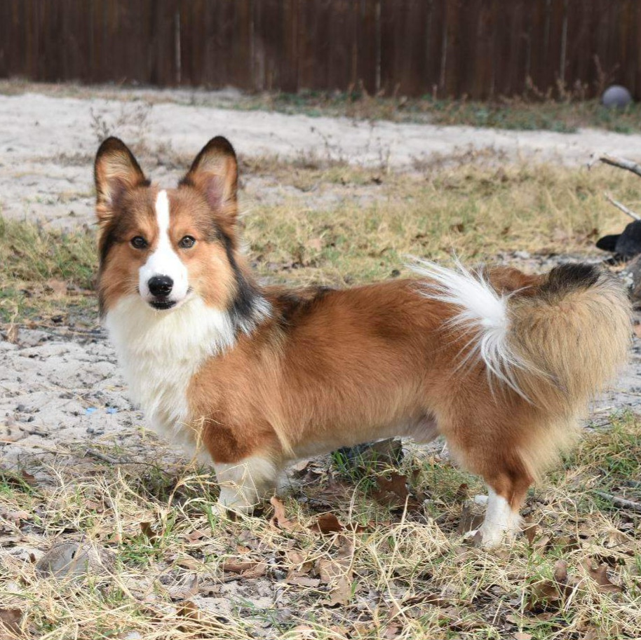 Justice - Pembroke Welsh Corgi