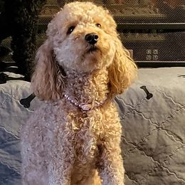 Cavapoos from Hermanda's Cavapoos