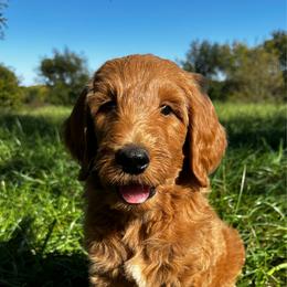 Huckleberry - Red  male Goldendoodle puppy in Osage City, Kansas from Golden Ridge Goldens