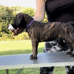 Girl 2 - Cane Corso puppy in Mercer, Pennsylvania from Midnight Cane Corso USA