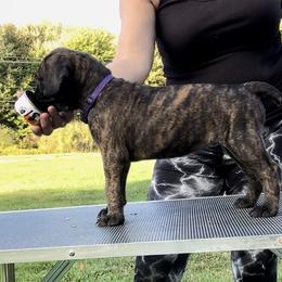 Girl 2 - Cane Corso puppy in Mercer, Pennsylvania from Midnight Cane Corso USA