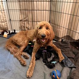 Bernedoodle Puppies from NOB Bernedoodles