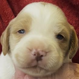 Layla boy 4 - Orange and white male Brittany puppy in Floyd Knobs, Indiana from Cross Creek Brittanys
