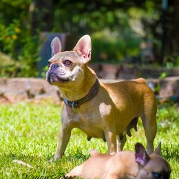 DAISY - French Bulldog