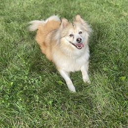 Urban Miracle's Harper - Wolf sable female Pomsky puppy in Campton Hills, Illinois from Urban Miracle’s