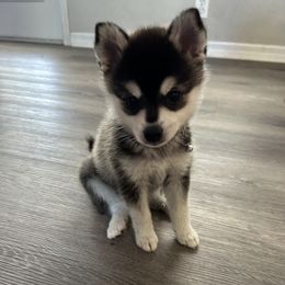 Alaskan Klee Kai Puppies from Lucky Charm Farms