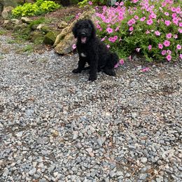 Goldendoodle Puppies from River Bend Doodles