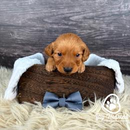 Shield - Sable male Goldendoodle puppy in Utah County, Utah from Big Hearted Breeders