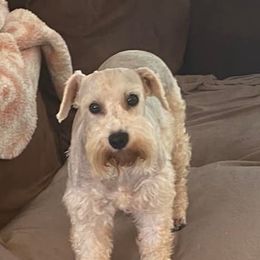 Miniature Schnauzers from L & J Miniature Schnauzers