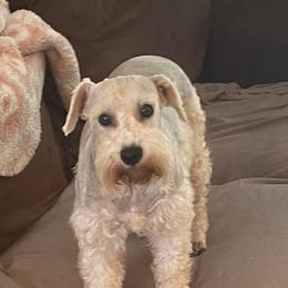 Miniature Schnauzers from L & J Miniature Schnauzers
