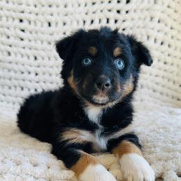 Minnie - Black tri-color female Australian Shepherd puppy in Zwingle, Iowa from Homestead Aussies & Doodles