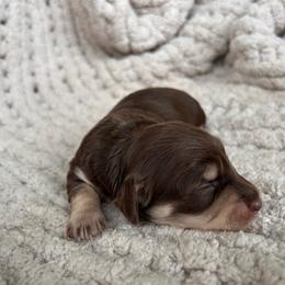 Chocolate And Cream Female - Chocolate and cream female Dachshund puppy in Blackstone, Virginia from Cheyenne's Dachshunds