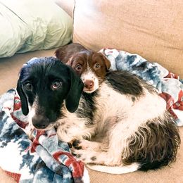 Dachshund and German Shepherd Puppies from Mountain Valley Kennel