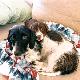 Dachshund and German Shepherd Puppies from Mountain Valley Kennel