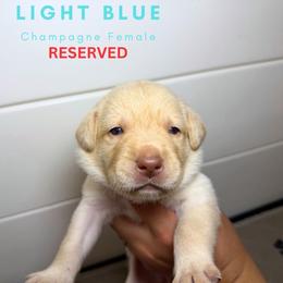 Light Blue - Champagne female Dilute Retriever puppy in Dover, Delaware from Virdin’s Silver Labs