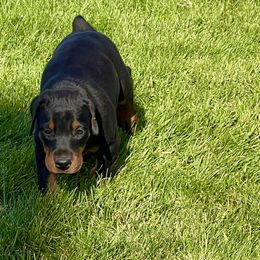 Grey - Doberman Pinscher puppy from European Dobermans by Diana
