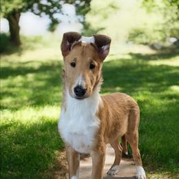 Brooks - Sable and white male Collie puppy in Dickson, Tennessee from Ceilidh Collies