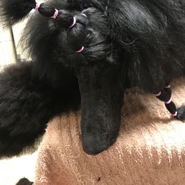 Pandora - Poodle