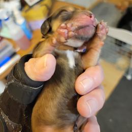 Dachshund Puppies from CLARK'S BREEDING PROGRAM