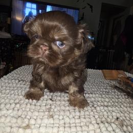 Zero - Chocolate and tan male Shih Tzu puppy in Fairview Park, Ohio from Sunshine Shih tzus
