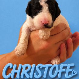 Christoff - Parti male Poodle puppy in Washington, Pennsylvania from Patriotic Poodles