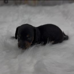 Black and Tan Wirehair Male (brindle points) - Black and tan male Dachshund puppy in Killeen, Texas from Southern Dachshunds