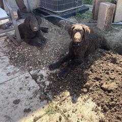 Curly-Coated Retriever Puppies from Betacoil Curly Coated Retrievers