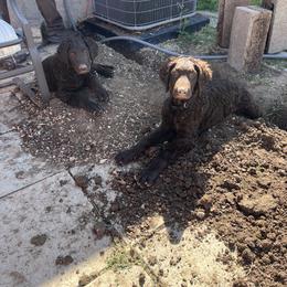 Curly-Coated Retriever Puppies from Betacoil Curly Coated Retrievers